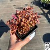 Sedum spurium 'Mahogany Red' - Roomav kukehari 'Mahogany Red' C1,5/1,5L